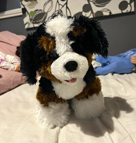 Bernese mountain dog adopt - , a